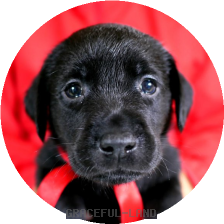 英国ラブラドールの子犬